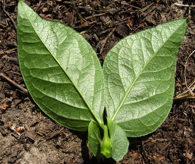 Image of Vicia unijuga specimen.