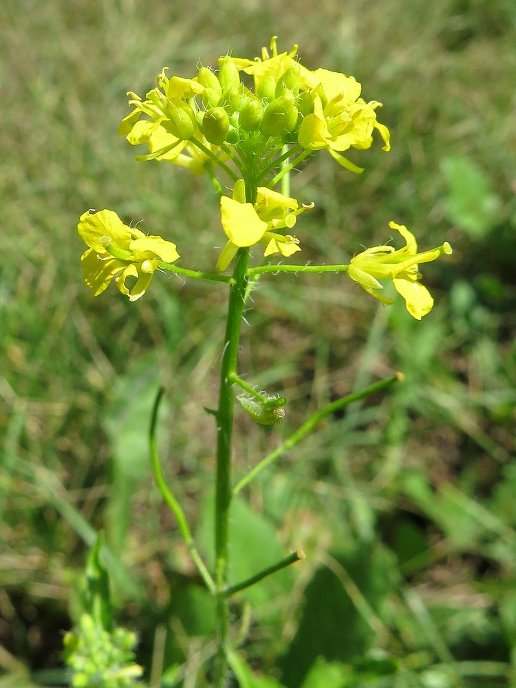 Image of Sisymbrium loeselii specimen.