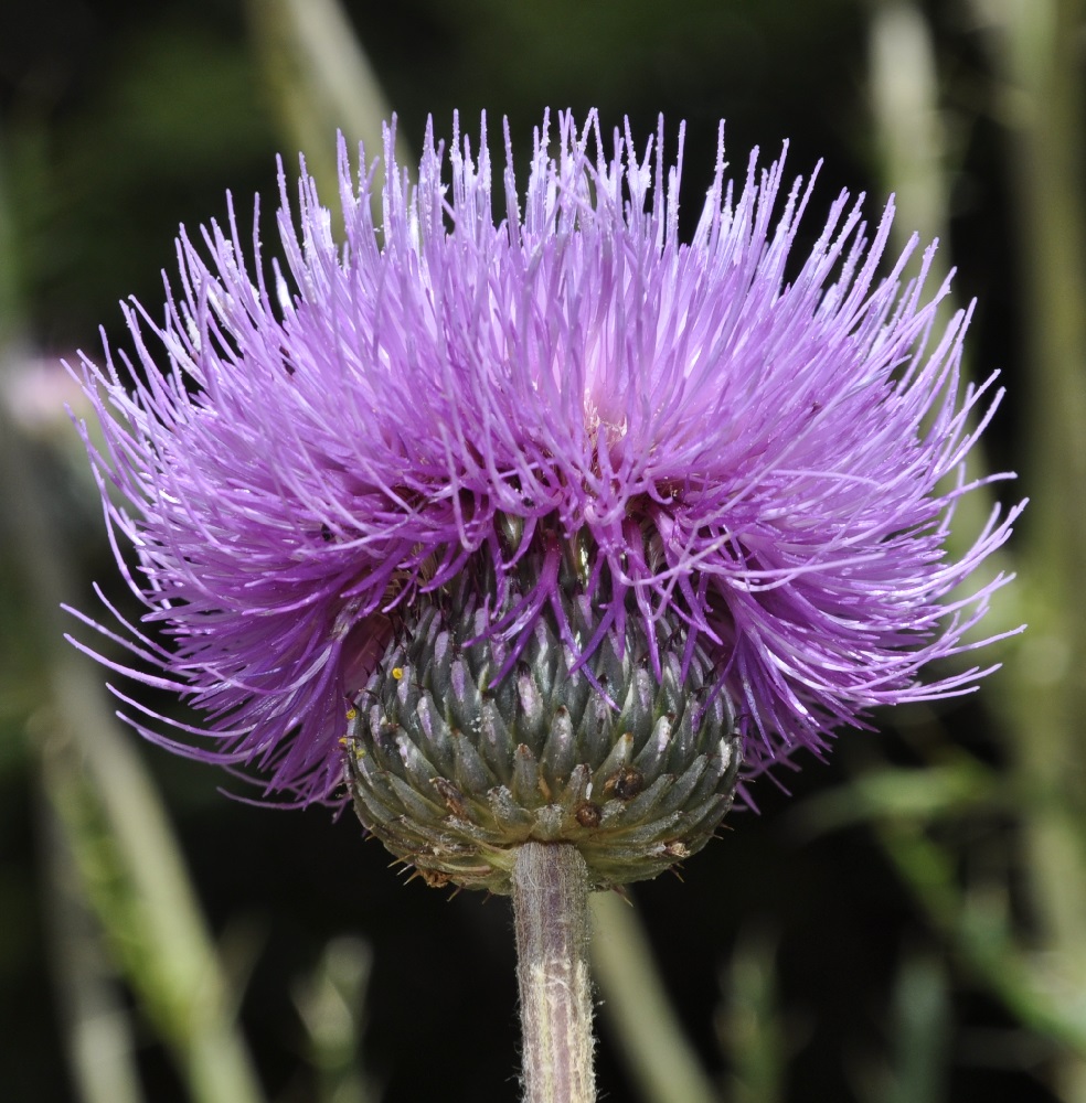 Изображение особи Cirsium tymphaeum.