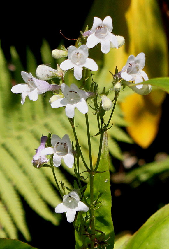 Изображение особи Penstemon attenuatus.