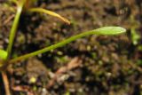 Image of taxon representative. Author is Андрей Ковальчук