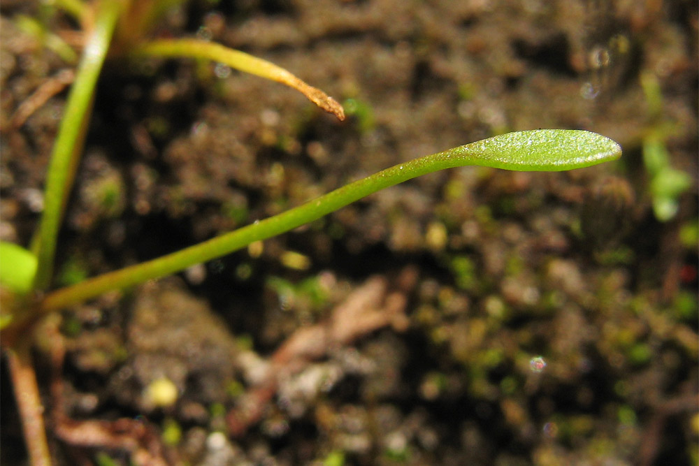 Image of Limosella aquatica specimen.