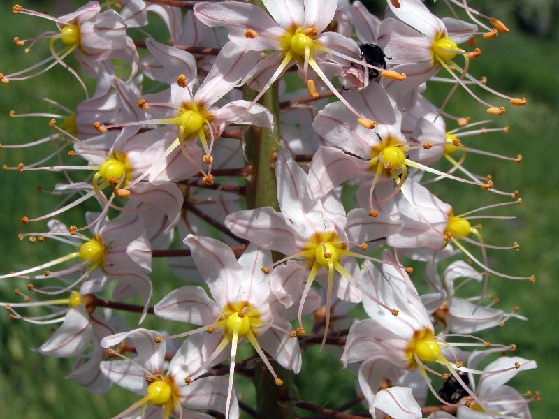 Изображение особи Eremurus aitchisonii.