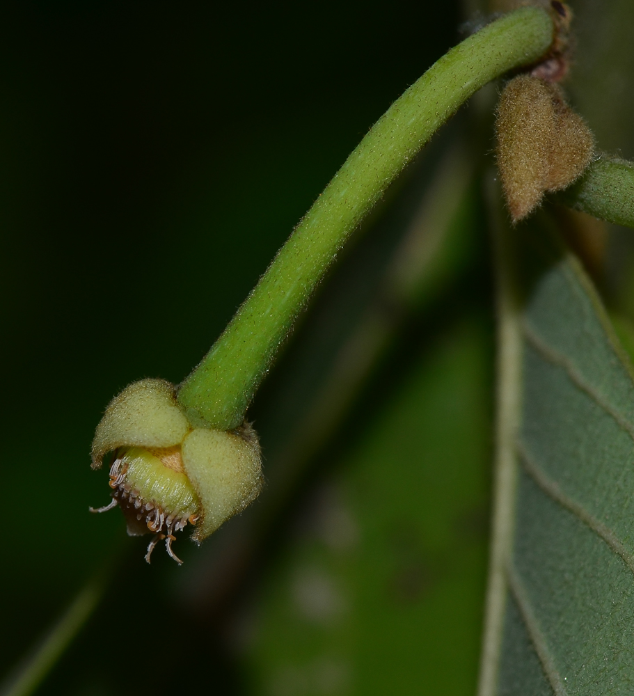 Image of Annona &times; atemoya specimen.