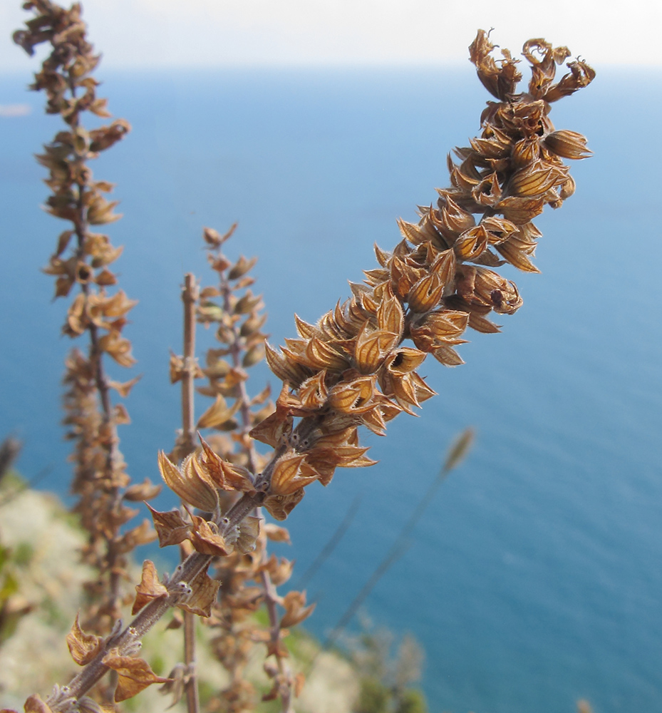 Image of genus Salvia specimen.