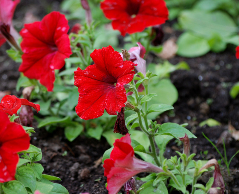 Изображение особи Petunia &times; hybrida.