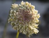 Daucus carota