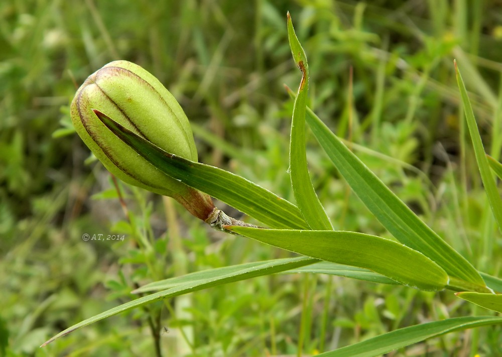 Изображение особи Lilium pensylvanicum.