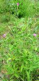 Epilobium hirsutum