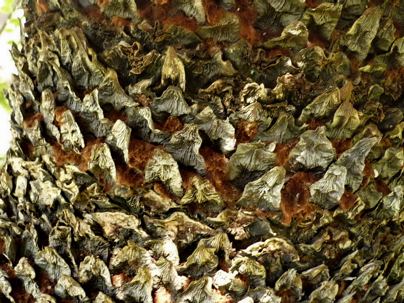Изображение особи Cycas taitungensis.