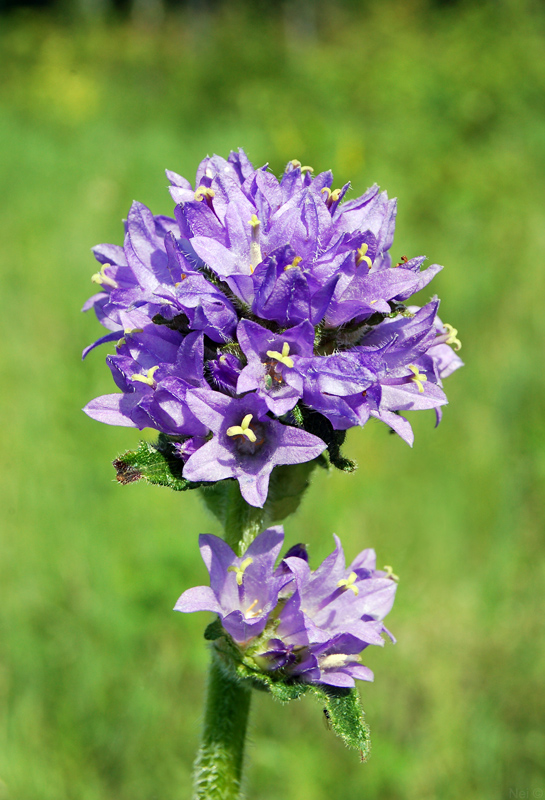 Image of Campanula cervicaria specimen.