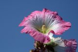 Alcea litwinowii. Цветок. Узбекистан. г. Ташкент, Ботанический сад им. Ф.Н. Русанова, 22.08.2009.