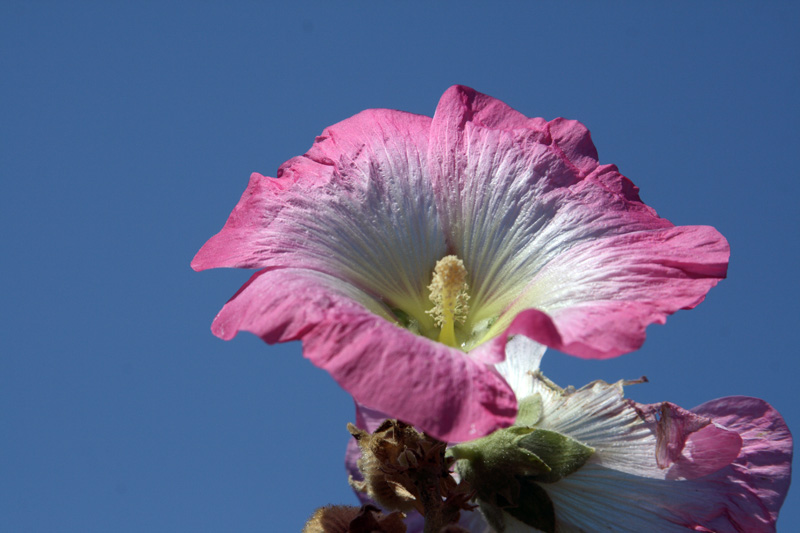 Image of Alcea litwinowii specimen.