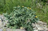 Glaucium flavum. Цветущее растение. Краснодарский край, окр. Новороссийска, урочище \"Мокрая щель\" у Абрау-Дюрсо. 02.06.2009.
