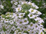 Lobularia maritima