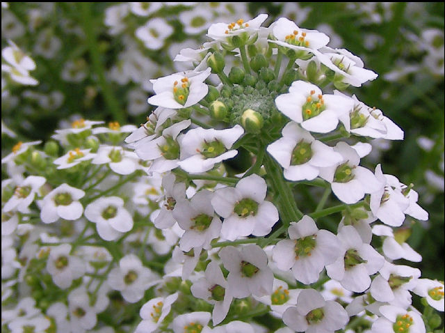 Image of Lobularia maritima specimen.