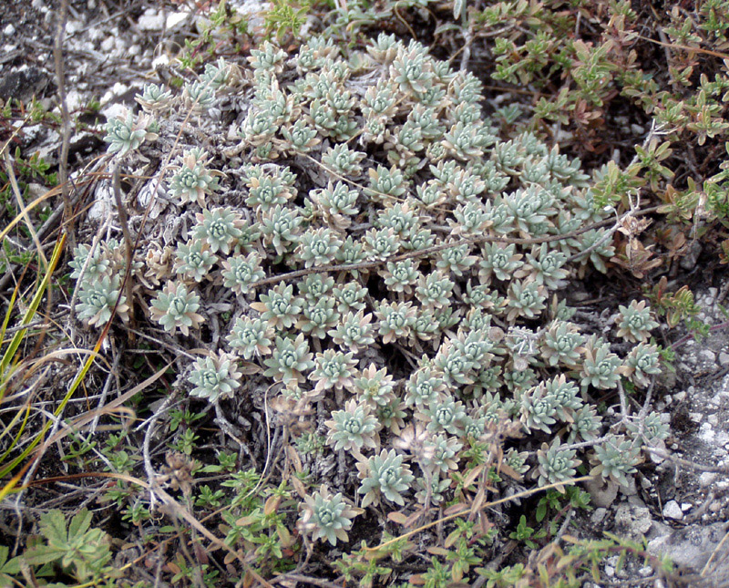 Изображение особи Alyssum lenense.