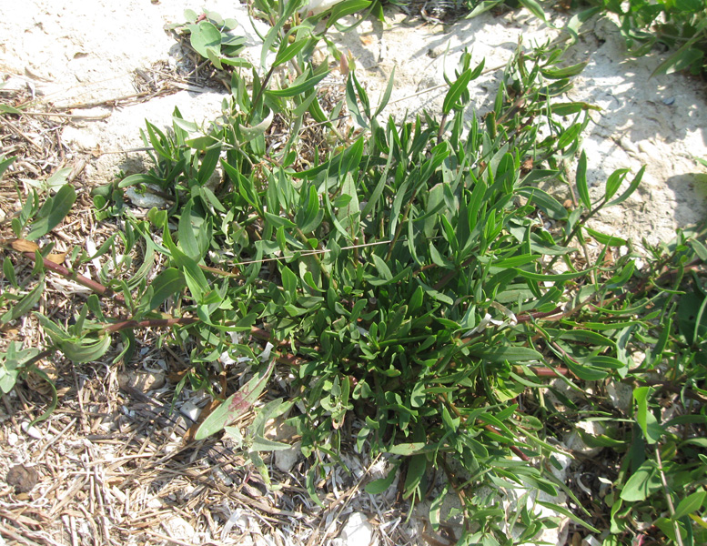 Image of genus Tripolium specimen.