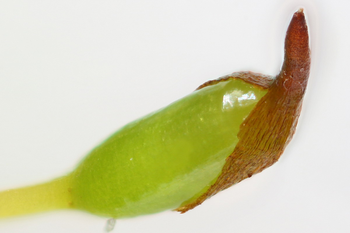 Image of Tortula muralis specimen.