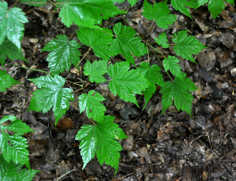 Image of Acer barbinerve specimen.