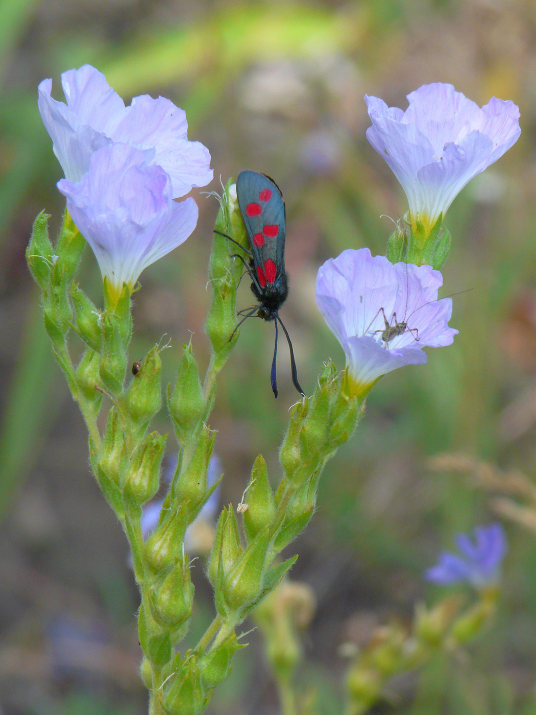 Изображение особи Linum hirsutum.