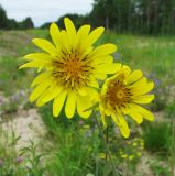 genus Tragopogon