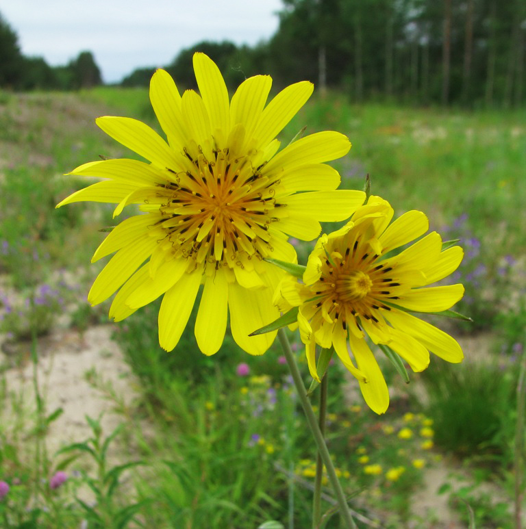 Изображение особи род Tragopogon.