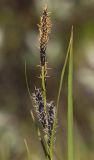 Carex nigra