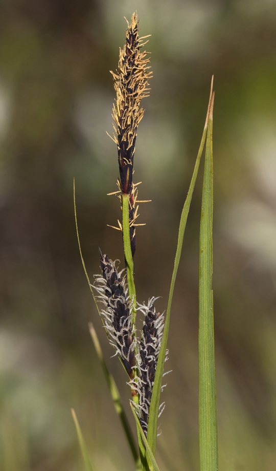 Изображение особи Carex nigra.