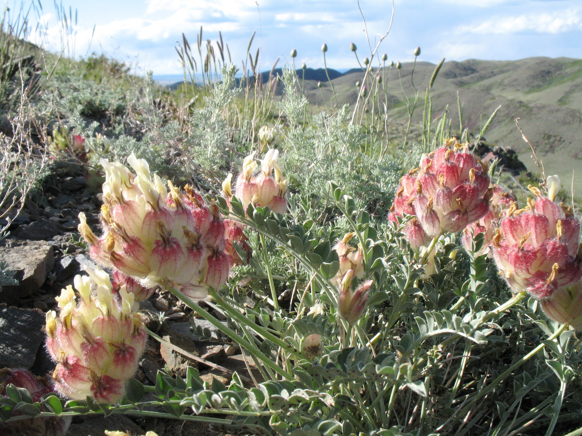 Изображение особи Astragalus ellipsoideus.