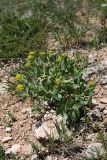 Haplophyllum latifolium