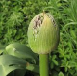 Allium altissimum