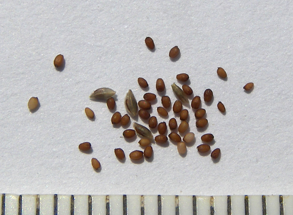Image of Eragrostis minor specimen.