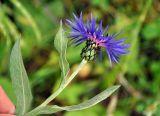 Centaurea nigrofimbria. Верхушка побега с соцветием. Карачаево-Черкесия, окр. пос. Домбай, долина р. Алибек, субальпийский луг. 29.07.2014.