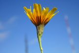 Scorzoneroides autumnalis