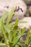 Primula parryi. Зацветающее растение. Мурманск, МГГУ, в культуре. 27.05.2015.