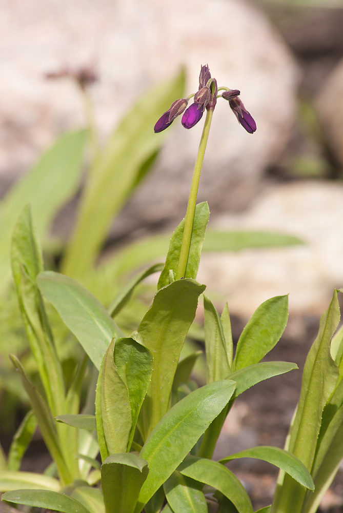 Изображение особи Primula parryi.