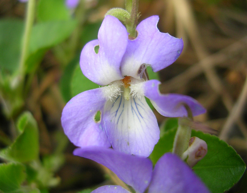 Image of Viola rupestris specimen.