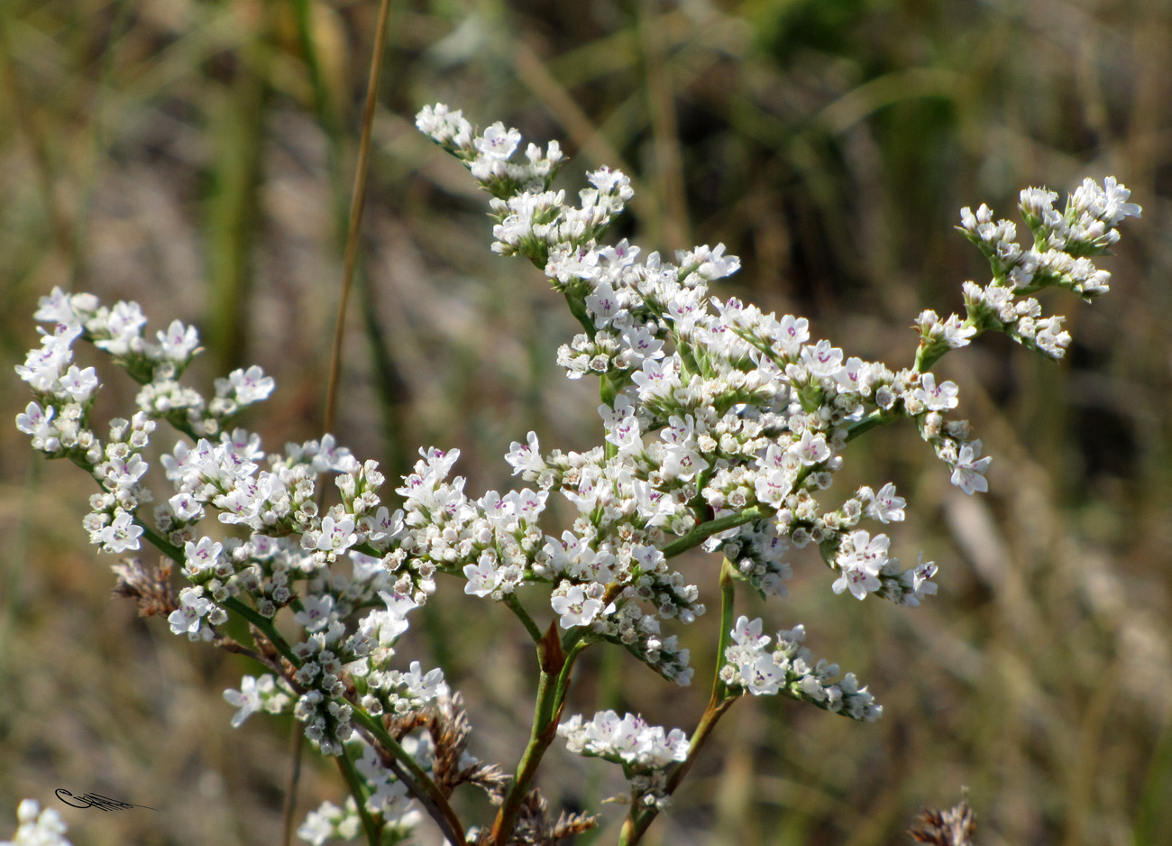 Изображение особи Goniolimon elatum.