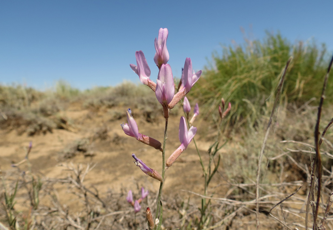 Изображение особи Astragalus polyceras.