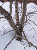 Crataegus sanguinea. Ствол зимующего растения. Мурманск, палисадник ПГИ (ул.Халтурина, 15). 13.03.2012.