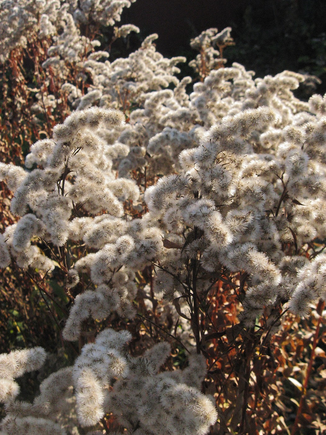 Изображение особи Solidago gigantea.