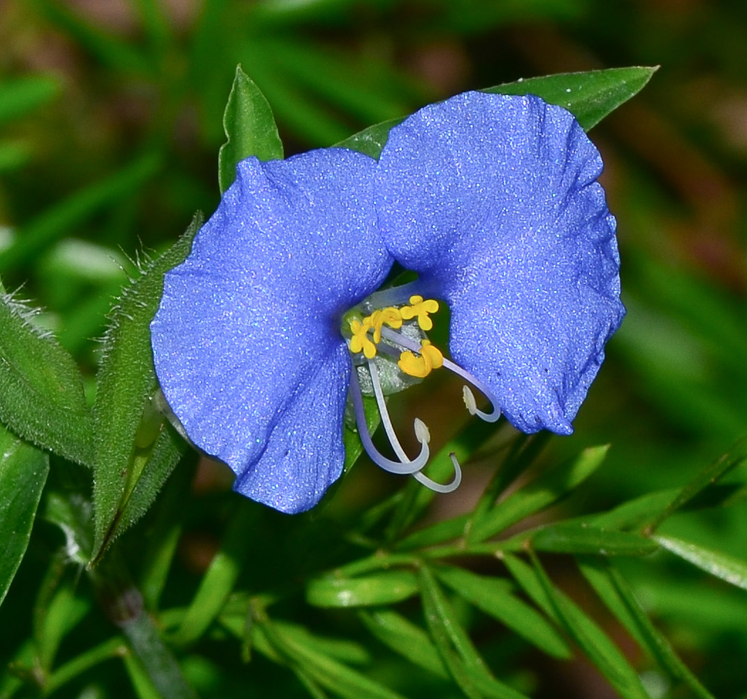 Изображение особи Commelina erecta.