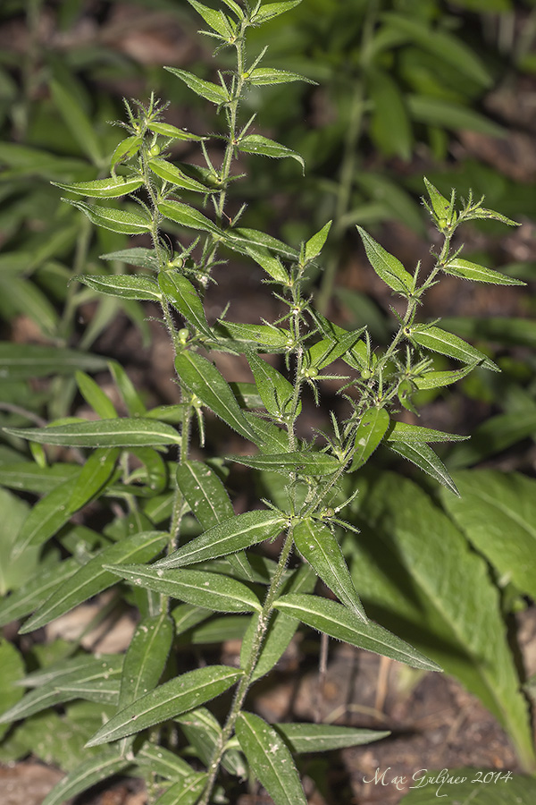 Image of Aegonychon purpureocaeruleum specimen.