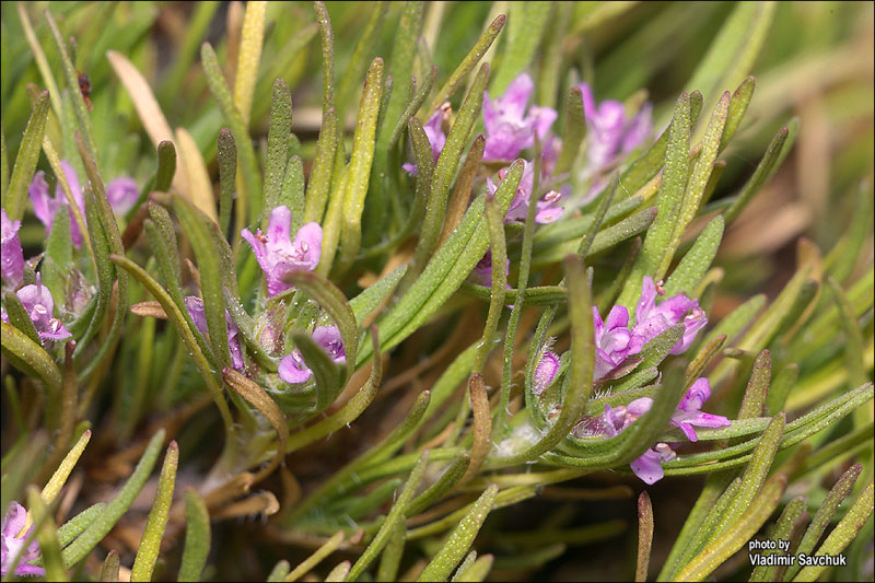 Изображение особи Thymus tauricus.