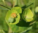 Euphorbia virgata