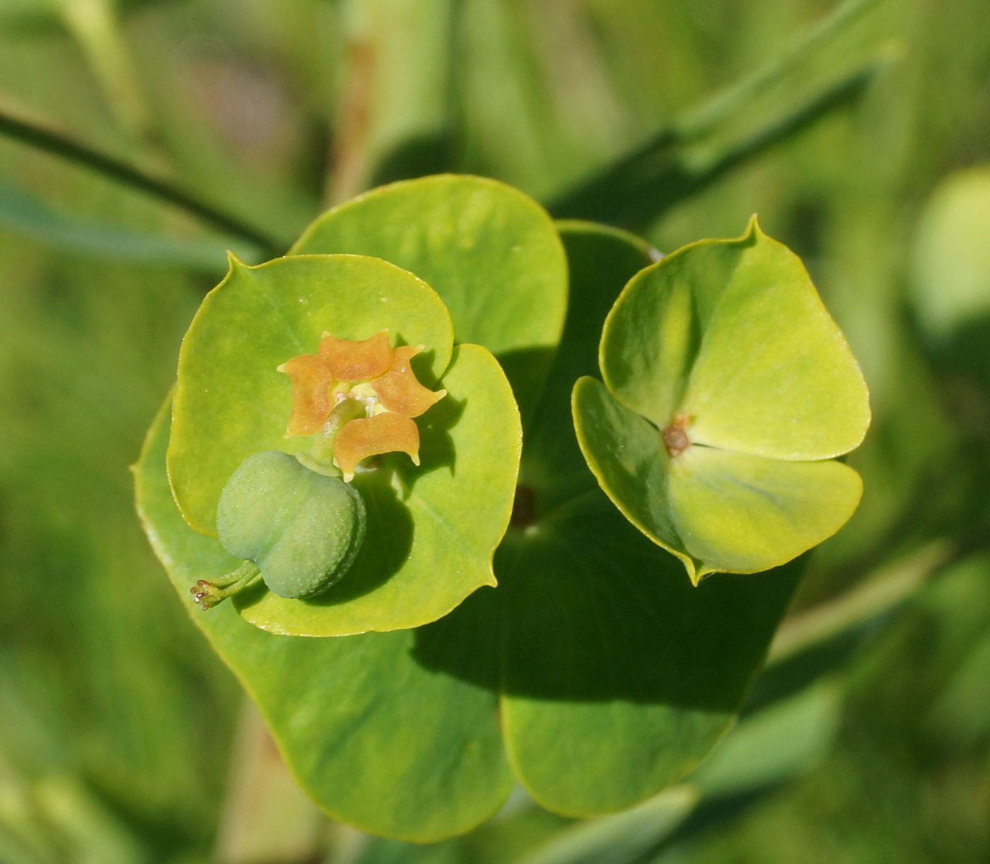 Image of Euphorbia virgata specimen.