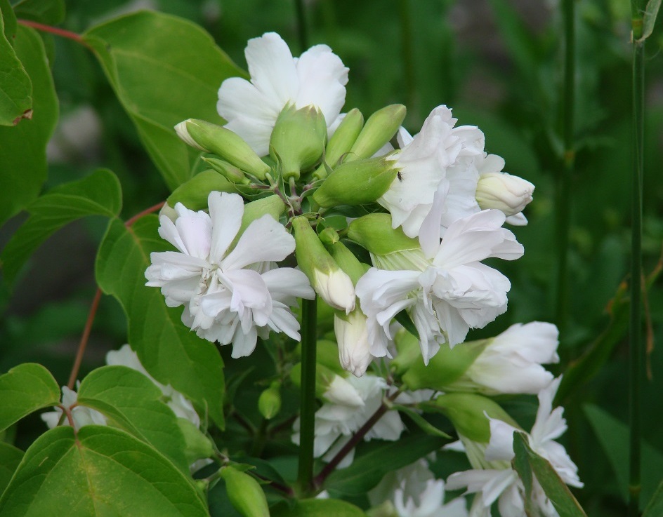 Image of Saponaria officinalis f. pleniflora specimen.