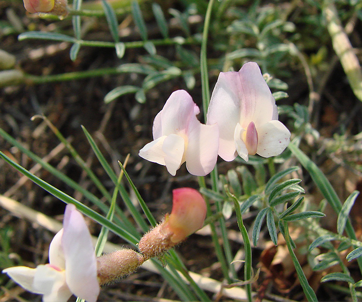 Изображение особи Astragalus lenensis.