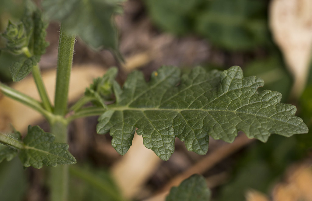 Image of Salvia verbenaca specimen.